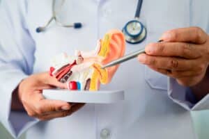 Doctor holding human ear model to explain anatomy and discuss hearing loss treatment with patient